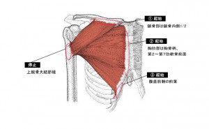 大胸筋